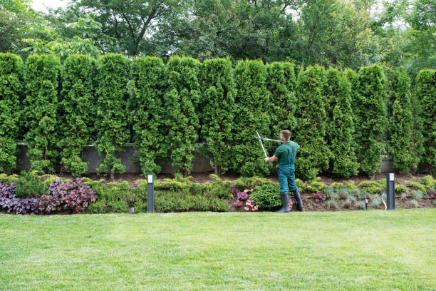 Best Lawn Renovation and Restoration  in Arnold, MO