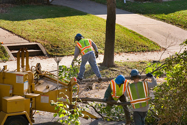 Best Root Management and Removal  in Arnold, MO